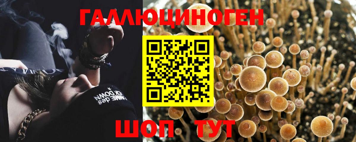Жуковский  Псилоцибиновые грибы MAGIC MUSHROOMS  Вход с VPN 